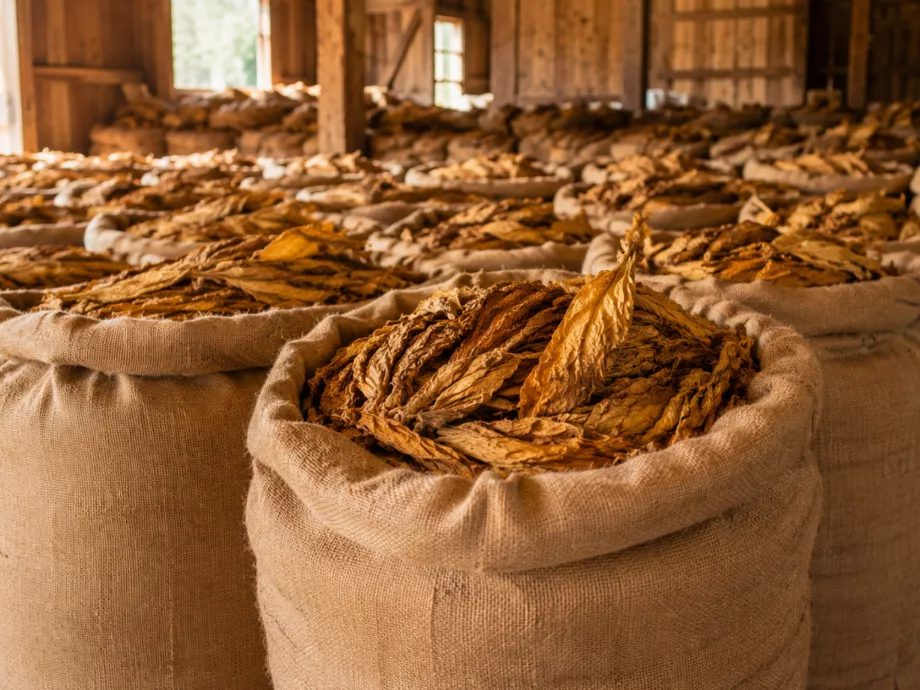 Remek számokat produkál a zimbabwei dohányértékesítési szezon
