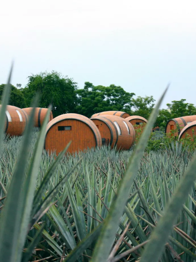 „A tequila ma ott tart, ahol a whisky járt 15 éve”