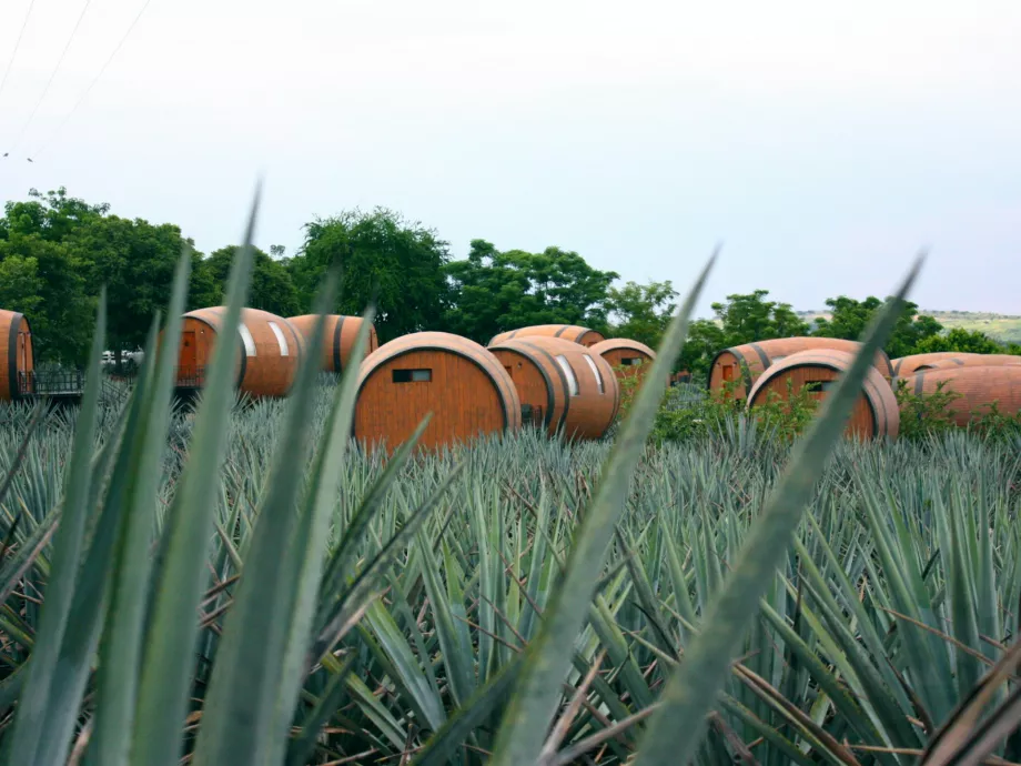 „A tequila ma ott tart, ahol a whisky járt 15 éve”
