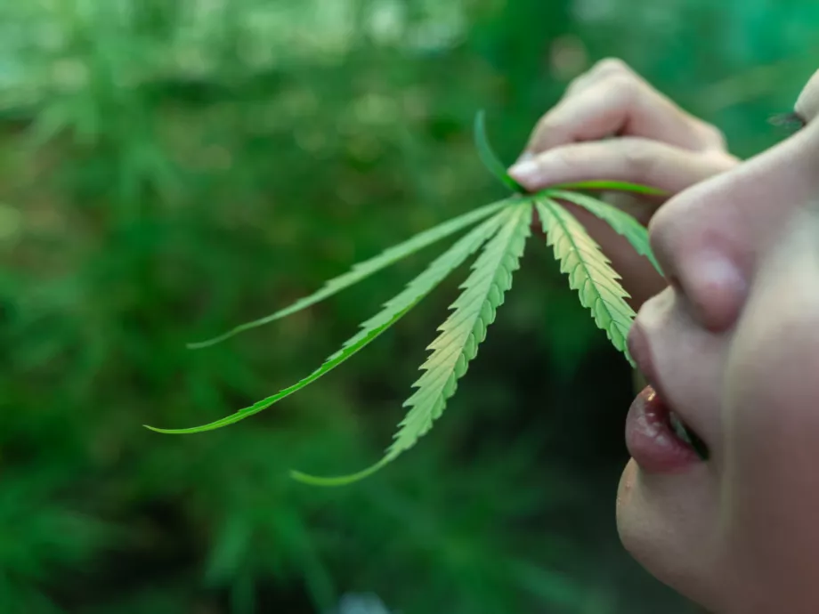 Nincs új a Nap alatt, újabb tanulmány született a kannabisz káros hatásairól